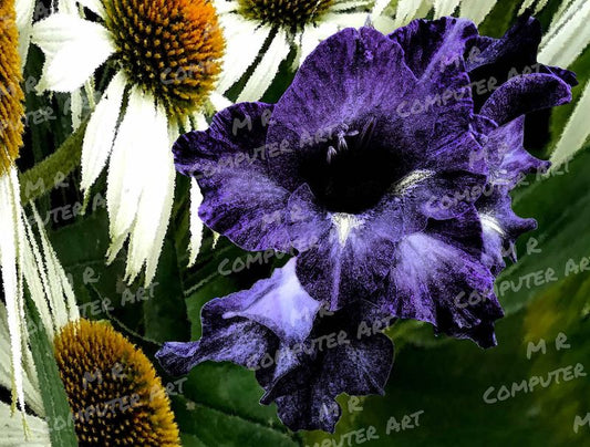 Daisies and Midnight Lily